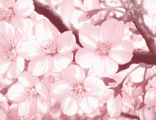 Sakura Flower GIF - Sakura Flower - Discover & Share GIFs