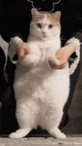 Dance Cat Vibe GIF - Dance Cat Vibe - Discover &amp; Share GIFs