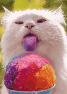 Cat Ice GIF - Cat Ice Cream GIFs