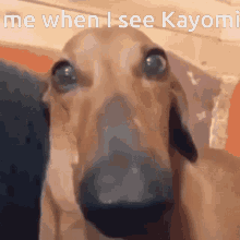 Shy Dog GIF - Shy Dog Kayomi GIFs