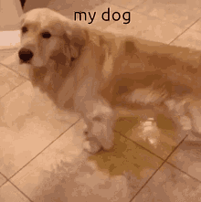 a dog laying on a tiled floor with the words " my dog " written on it