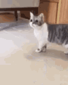 Balltotheface Cat GIF - Balltotheface Cat GIFs