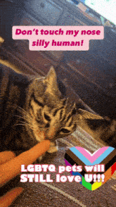 a picture of a cat with the words " don 't touch my nose silly human " on it