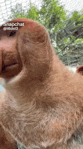 a close up of a monkey with the words snapchat @ t6dst2 on it