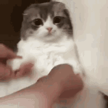 Sad cat dance meme on Make a GIF