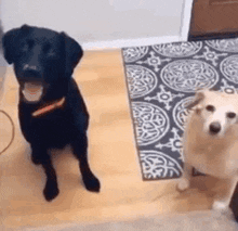 a black dog and a white dog are standing next to each other in a room .