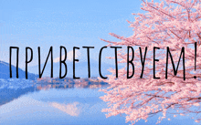 a picture of a lake with a cherry blossom tree in the foreground and the words " приветствуем " in the background