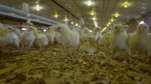 Bell And Evens GIF - Chickens Poultry Cute GIFs