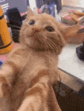 Cat Orange Cat GIF - Cat Orange Cat Cat Scream GIFs