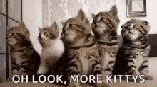 Kittens Oh Look GIF - Kittens Oh Look More Kittys GIFs