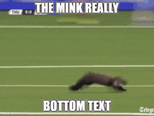Mink GIF - Mink GIFs