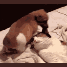 Sit Down Facetime GIF - Sit Down Facetime Funny Animals GIFs