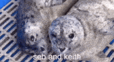 two seals are laying next to each other and the words seb and keith are above them