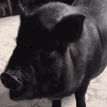 Piggy Food GIF - Piggy Pig Food GIFs