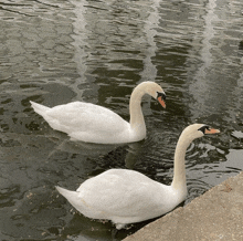 Swan Pretty GIF - Swan Pretty GIFs