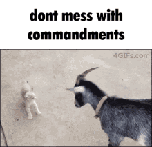 commandments dont