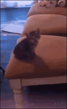 Kitten Jump GIF - Kitten Jump Funny Animals GIFs