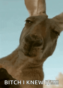 a kangaroo says bitch i knew it