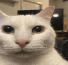 a close up of a white cat 's face with blue eyes