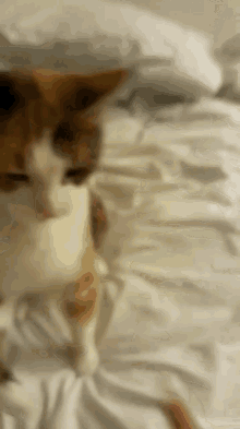 Boxer Cat GIF - Boxer Cat Punches GIFs