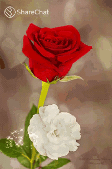 गुलाब दिल GIF