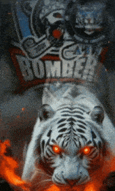 a white tiger with red eyes is standing in front of a bombers logo