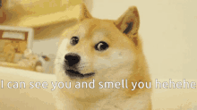 Smell I Can See You GIF - Smell I Can See You Doggo GIFs