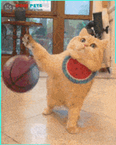 Cat Basketball GIF - Cat Basketball Player GIFs