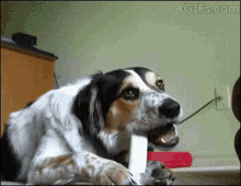 Cat Play Time GIF - Cat Play Time Dog GIFs