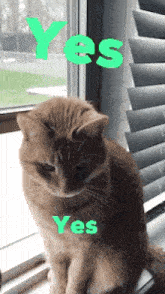 Yes Yes Cat GIF - Yes Yes Cat Cat Yes GIFs