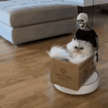 Cat Box Skeleton GIF - Cat Box Skeleton GIFs