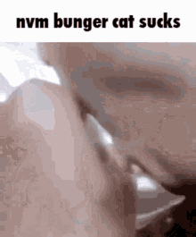 Bunger Burger GIF - Bunger Burger Cat GIFs