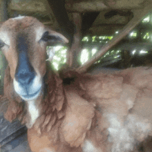 a brown and white sheep with a blue nose is looking at the camera
