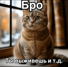 a cat is sitting on the floor in front of a window with a caption in russian .