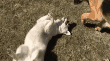 GIF