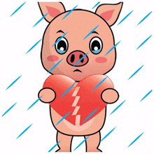 animal pig piggy cute rainy