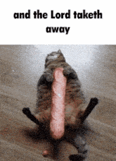 a cat laying on the floor with a large sausage sticking out of its butt and the words " and the lord taketh away " above it