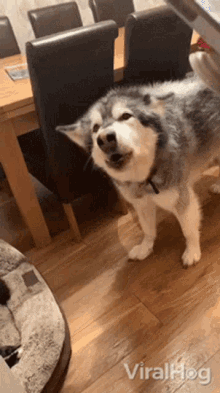Dog Howling Viralhog GIF - Dog Howling Viralhog Awoo GIFs