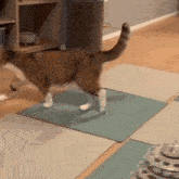 a cat with white paws is walking on a mat on the floor
