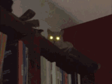 Cat Chat GIF
