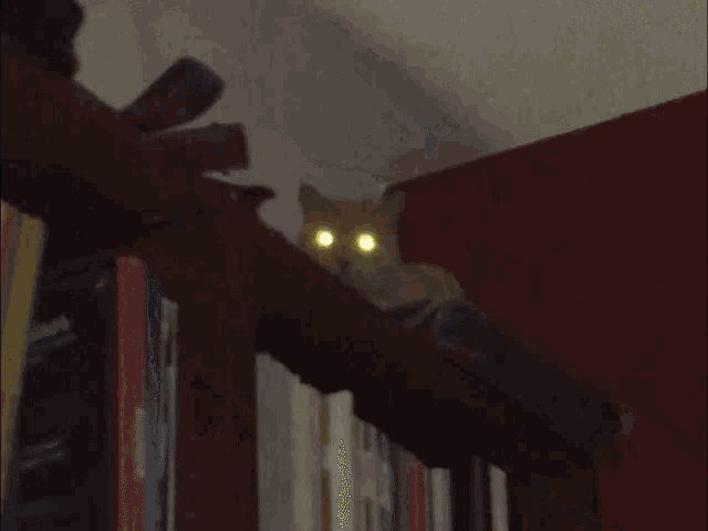 chat vision de nuit