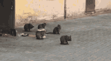 Dahmersbf Cats GIF - Dahmersbf Cats Street GIFs
