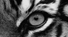 Animal Eye GIF - Animal Eye GIFs