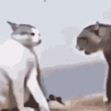Byuntear Fighting GIF - Byuntear Fighting Cat GIFs