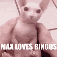 Max Max Loves Bingus GIF