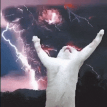 Cat Storm GIF