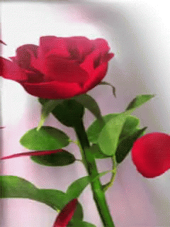Red Rose GIF - Red Rose Petals - Discover & Share GIFs