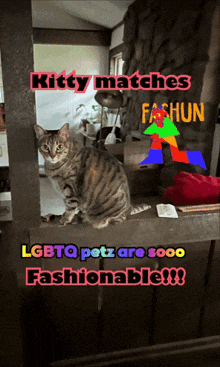 a picture of a cat with the words kitty matches lgbtq petz are sooo fashionable on the bottom