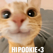 a close up of a cat 's face with hypookie < 3 written on the bottom