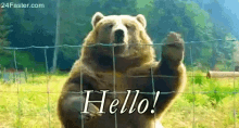 Hello Bear GIF